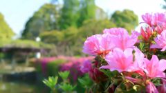 浅野公園、つつじ、4月春の花、愛知県一宮市の観光・撮影スポットの画像と写真