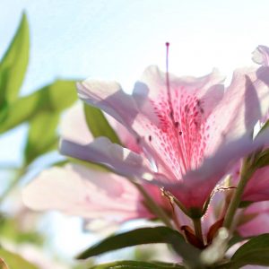 浅野公園、つつじ、4月春の花、愛知県一宮市の観光・撮影スポットの画像と写真