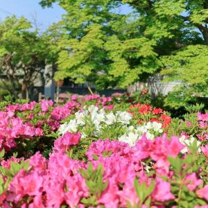 浅野公園、つつじ、4月春の花、愛知県一宮市の観光・撮影スポットの画像と写真