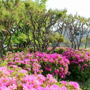 浅野公園、つつじ、4月春の花、愛知県一宮市の観光・撮影スポットの画像と写真