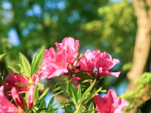 浅野公園、つつじ、4月春の花、愛知県一宮市の観光・撮影スポットの画像と写真