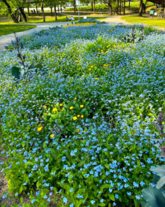138タワーパーク、春の花、愛知県一宮市の観光・撮影スポットの名所
