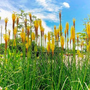 フラワーパーク江南、5月夏の花、愛知県江南市の観光・撮影スポットの画像と写真