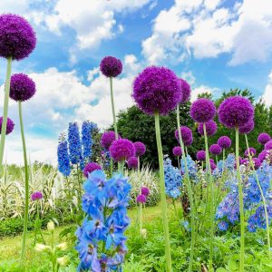 フラワーパーク江南、5月夏の花、愛知県江南市の観光・撮影スポットの画像と写真