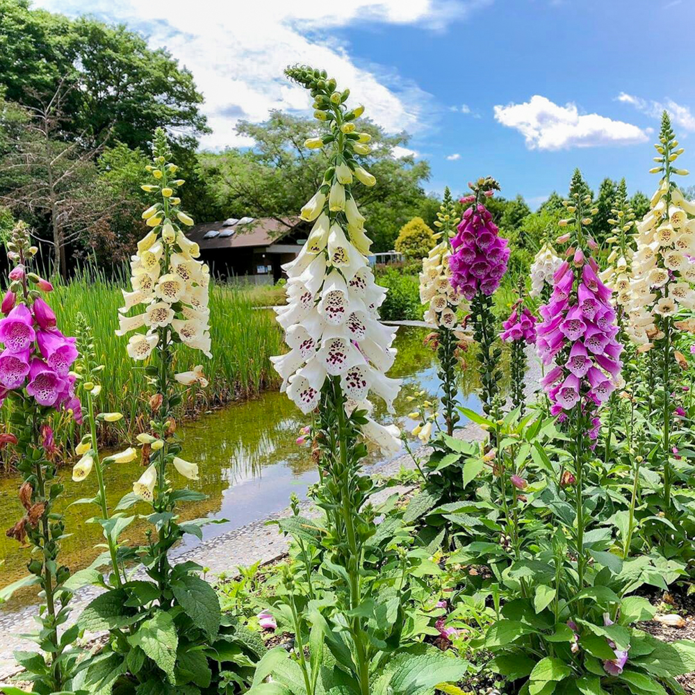フラワーパーク江南、5月夏の花、愛知県江南市の観光・撮影スポットの画像と写真