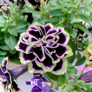 フラワーパーク江南、5月夏の花、愛知県江南市の観光・撮影スポットの画像と写真