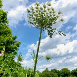 フラワーパーク江南、5月夏の花、愛知県江南市の観光・撮影スポットの画像と写真