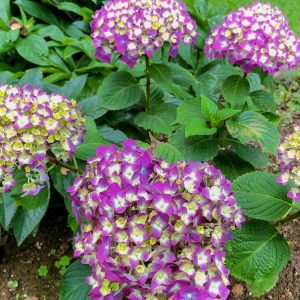 フラワーパーク江南、5月夏の花、愛知県江南市の観光・撮影スポットの画像と写真