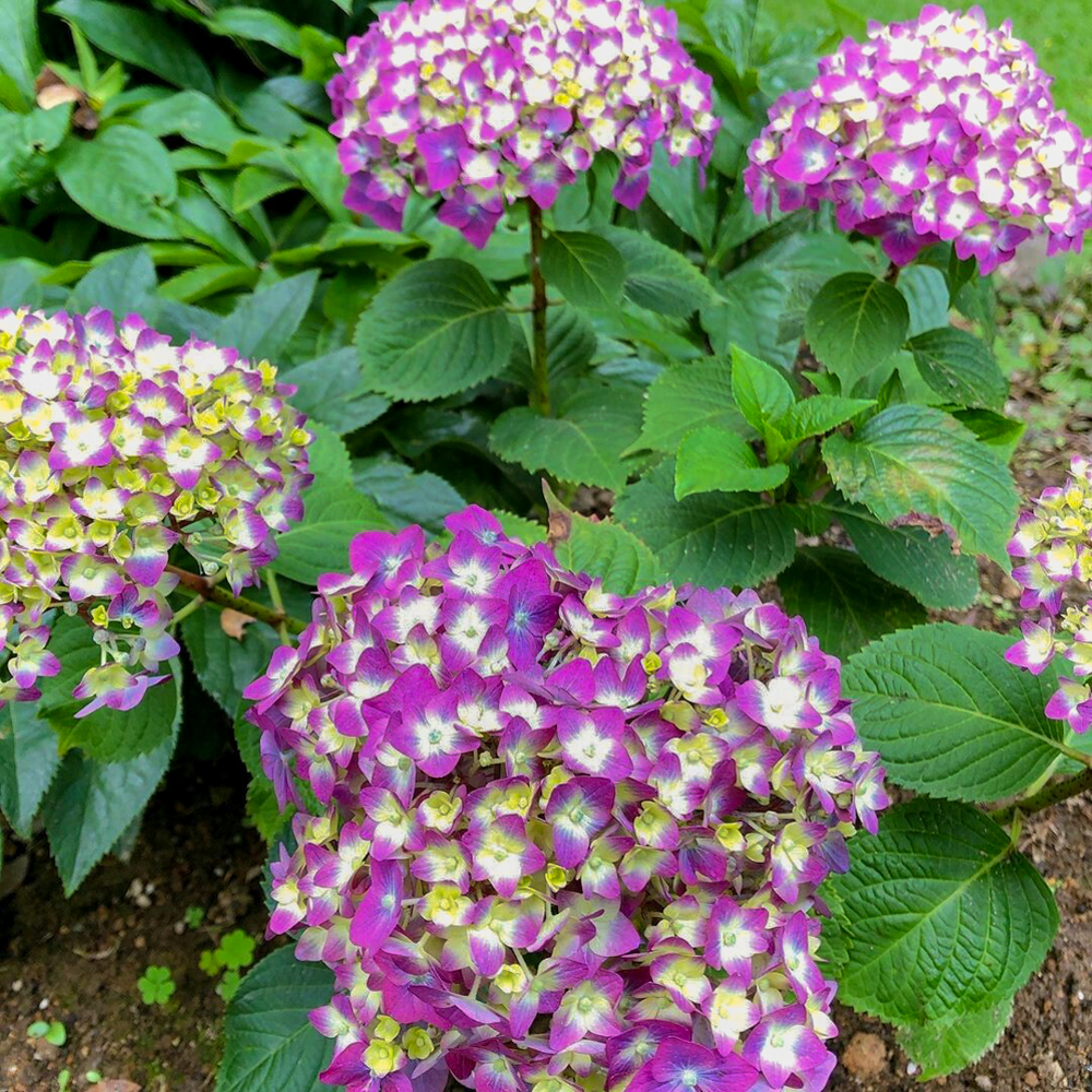 フラワーパーク江南、5月夏の花、愛知県江南市の観光・撮影スポットの画像と写真