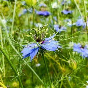 フラワーパーク江南、5月夏の花、愛知県江南市の観光・撮影スポットの画像と写真