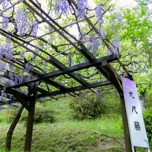 藤の回廊、5月夏の花、愛知県豊田市の観光・撮影スポットの画像と写真