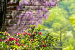 藤の回廊、5月夏の花、愛知県豊田市の観光・撮影スポットの画像と写真