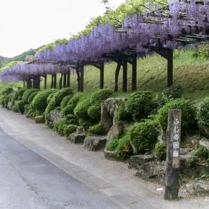 藤の回廊、5月夏の花、愛知県豊田市の観光・撮影スポットの画像と写真