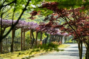 藤の回廊、5月夏の花、愛知県豊田市の観光・撮影スポットの画像と写真