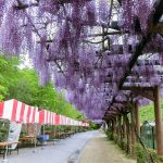 藤の回廊、5月夏の花、愛知県豊田市の観光・撮影スポットの画像と写真