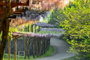 藤の回廊、5月夏の花、愛知県豊田市の観光・撮影スポットの画像と写真