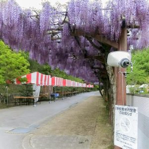藤の回廊、5月夏の花、愛知県豊田市の観光・撮影スポットの画像と写真