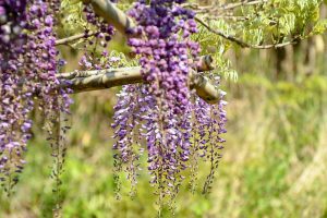 藤の回廊、5月夏の花、愛知県豊田市の観光・撮影スポットの画像と写真