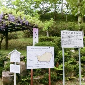 藤の回廊、5月夏の花、愛知県豊田市の観光・撮影スポットの画像と写真