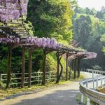 藤の回廊、5月夏の花、愛知県豊田市の観光・撮影スポットの画像と写真