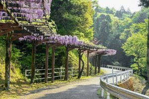 藤の回廊、5月夏の花、愛知県豊田市の観光・撮影スポットの画像と写真