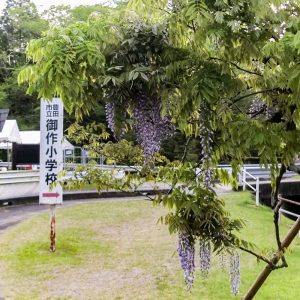 藤の回廊、5月夏の花、愛知県豊田市の観光・撮影スポットの画像と写真