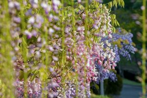 藤の回廊、5月夏の花、愛知県豊田市の観光・撮影スポットの画像と写真