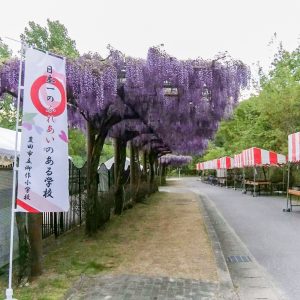 藤の回廊、5月夏の花、愛知県豊田市の観光・撮影スポットの画像と写真