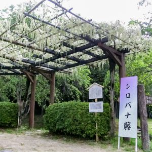 藤の回廊、5月夏の花、愛知県豊田市の観光・撮影スポットの画像と写真