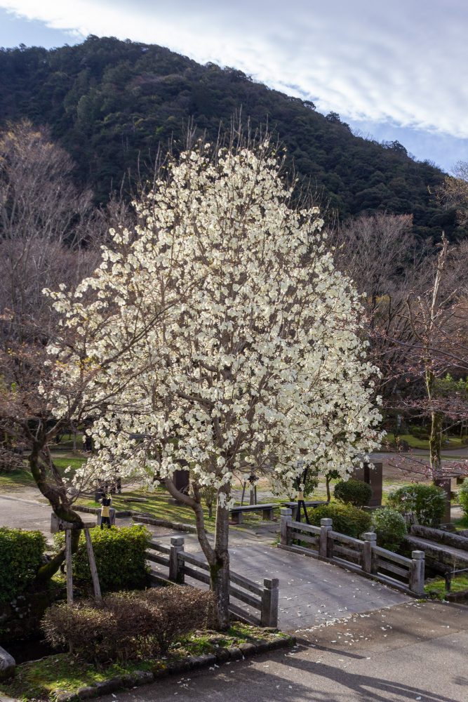 岐阜公園、モクレン、4月春の花、岐阜県岐阜市の観光・撮影スポットの名所