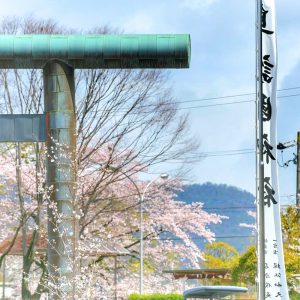 岐阜護国神社、桜、3月春の花、岐阜県岐阜市の観光・撮影スポットの画像と写真