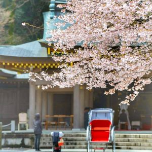 岐阜護国神社、桜、3月春の花、岐阜県岐阜市の観光・撮影スポットの画像と写真