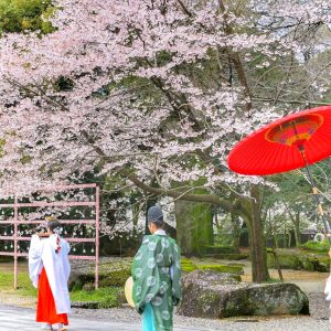 岐阜護国神社、桜、3月春の花、岐阜県岐阜市の観光・撮影スポットの画像と写真