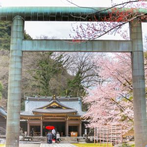 岐阜護国神社、桜、3月春の花、岐阜県岐阜市の観光・撮影スポットの画像と写真