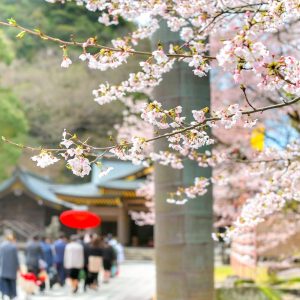 岐阜護国神社、桜、3月春の花、岐阜県岐阜市の観光・撮影スポットの画像と写真