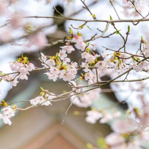 岐阜護国神社、桜、3月春の花、岐阜県岐阜市の観光・撮影スポットの画像と写真