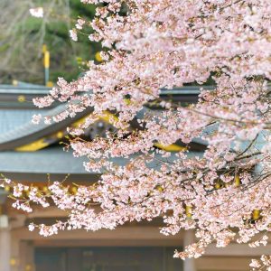 岐阜護国神社、桜、3月春の花、岐阜県岐阜市の観光・撮影スポットの画像と写真