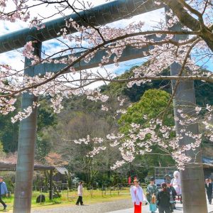 岐阜護国神社、桜、3月春の花、岐阜県岐阜市の観光・撮影スポットの画像と写真