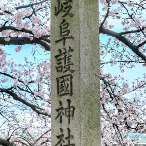 岐阜護国神社、桜、3月春の花、岐阜県岐阜市の観光・撮影スポットの画像と写真