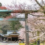 岐阜護国神社、桜、3月春の花、岐阜県岐阜市の観光・撮影スポットの画像と写真