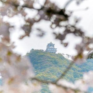 岐阜護国神社、桜、3月春の花、岐阜県岐阜市の観光・撮影スポットの画像と写真