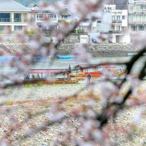 岐阜護国神社、桜、3月春の花、岐阜県岐阜市の観光・撮影スポットの画像と写真