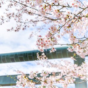 岐阜護国神社、桜、3月春の花、岐阜県岐阜市の観光・撮影スポットの画像と写真