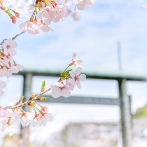 岐阜護国神社、桜、3月春の花、岐阜県岐阜市の観光・撮影スポットの画像と写真