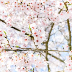 岐阜護国神社、桜、3月春の花、岐阜県岐阜市の観光・撮影スポットの画像と写真