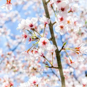 岐阜護国神社、桜、3月春の花、岐阜県岐阜市の観光・撮影スポットの画像と写真