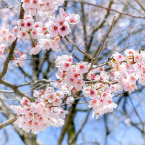 岐阜護国神社、桜、3月春の花、岐阜県岐阜市の観光・撮影スポットの画像と写真