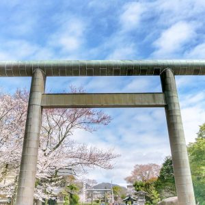 岐阜護国神社、桜、3月春の花、岐阜県岐阜市の観光・撮影スポットの画像と写真
