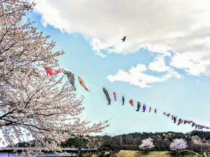 岐阜百年公園、鯉のぼり、4月春、岐阜県関市の観光・撮影スポットの画像と写真
