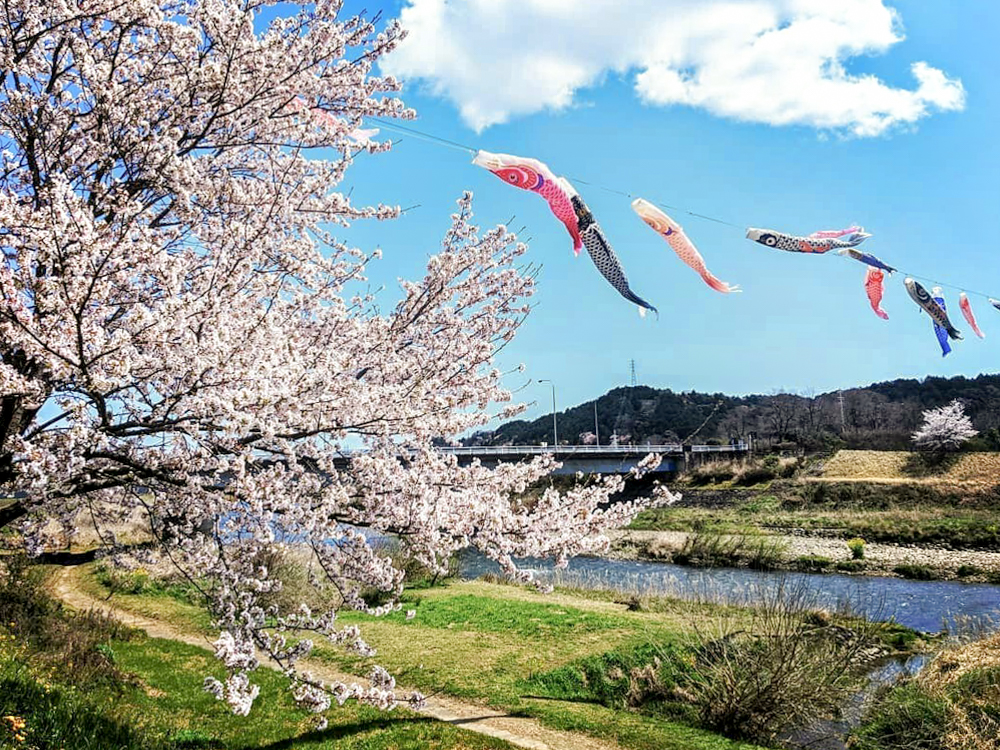岐阜百年公園、鯉のぼり、4月春、岐阜県関市の観光・撮影スポットの画像と写真